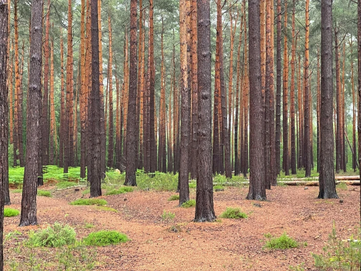 many trees in a forest on one side and dirt on the other