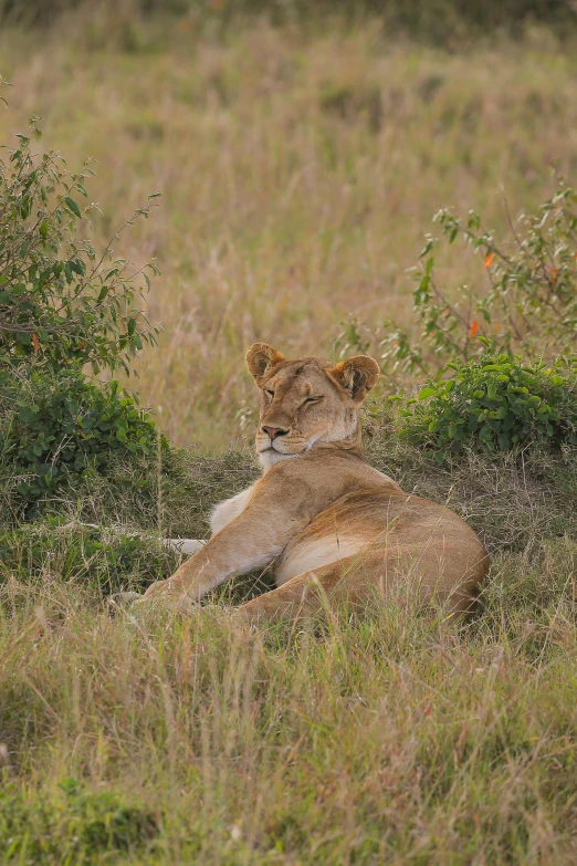 a lion is sitting in the grass in a field