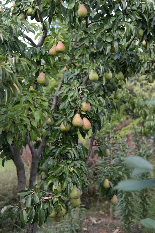 the fruit tree has many green fruits growing on it