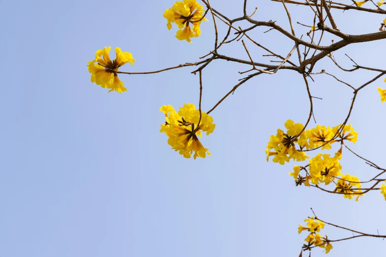 a tree is blossoming with yellow flowers