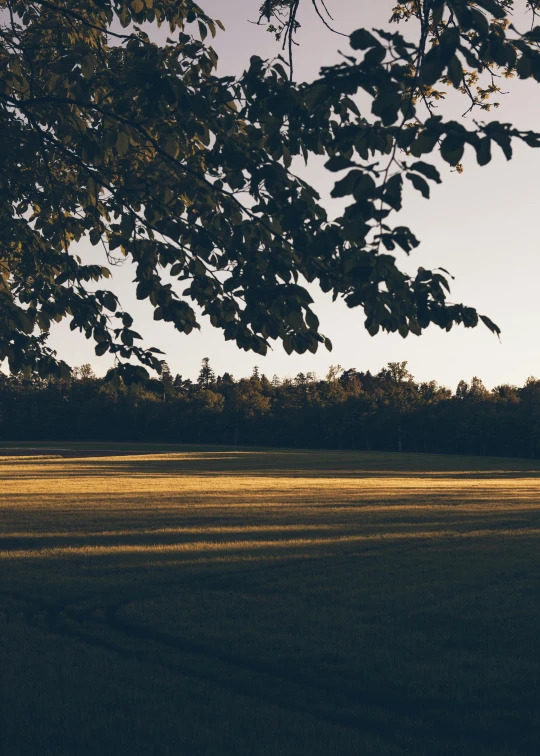 a lone black bird sits on the ground in the sun