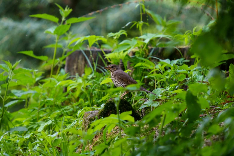 an image of a bird hiding in some tall grass