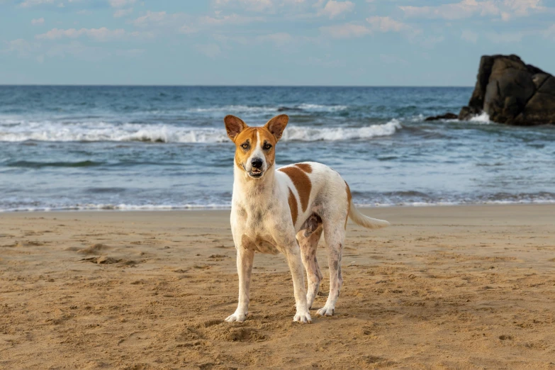 a dog standing on a beach near the ocean