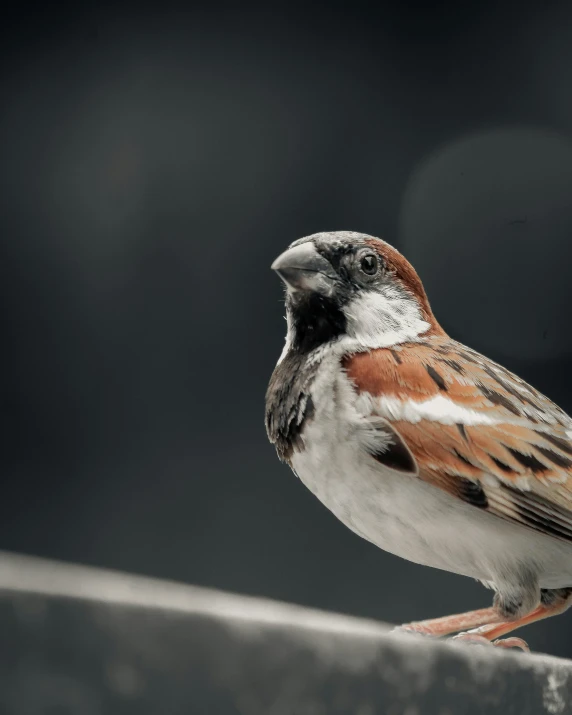 the little bird has brown feathers and white stripes on it