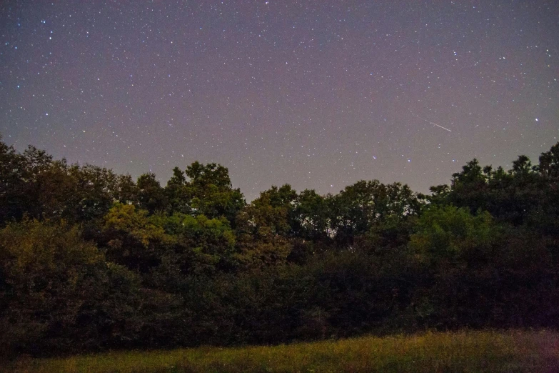 the night sky and trees near by