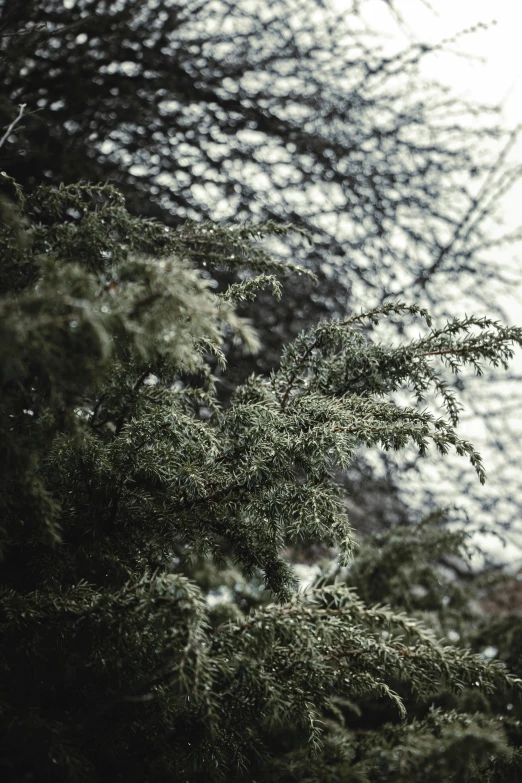 a bird perched on a tall nch next to a tree