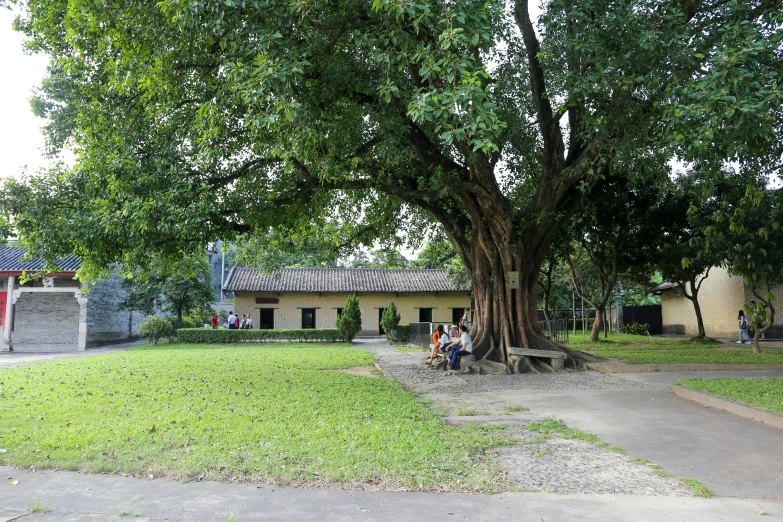 people sitting on a bench under a big tree