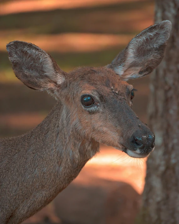 a young deer is seen in this very close - up pograph