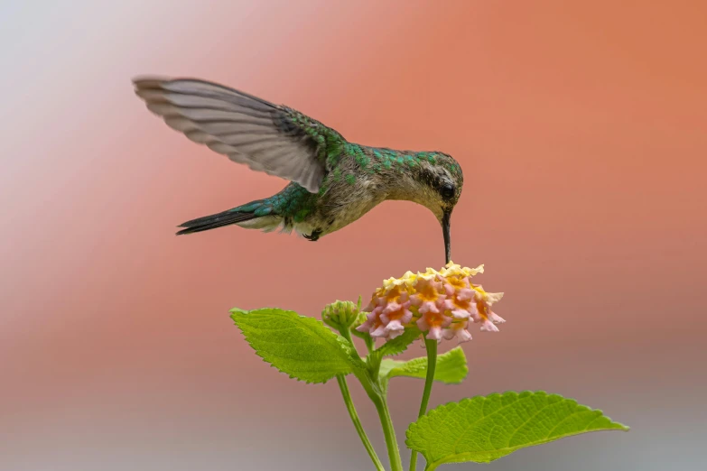 a hummingbird hovering over a flower in the sky