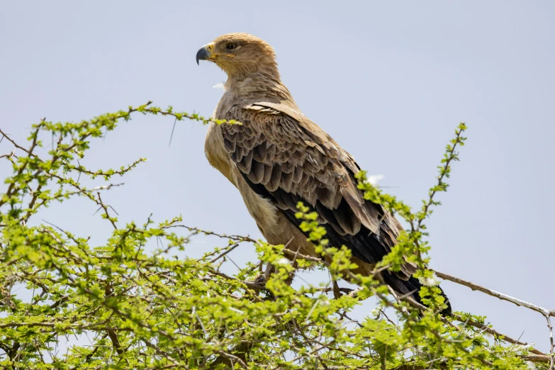 an image of a bird that is perched in a tree