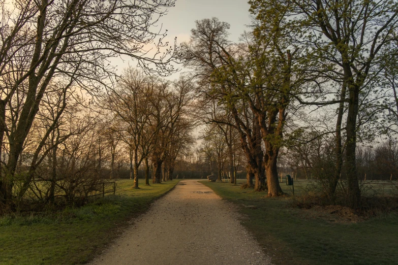 an empty pathway between tall trees in a park