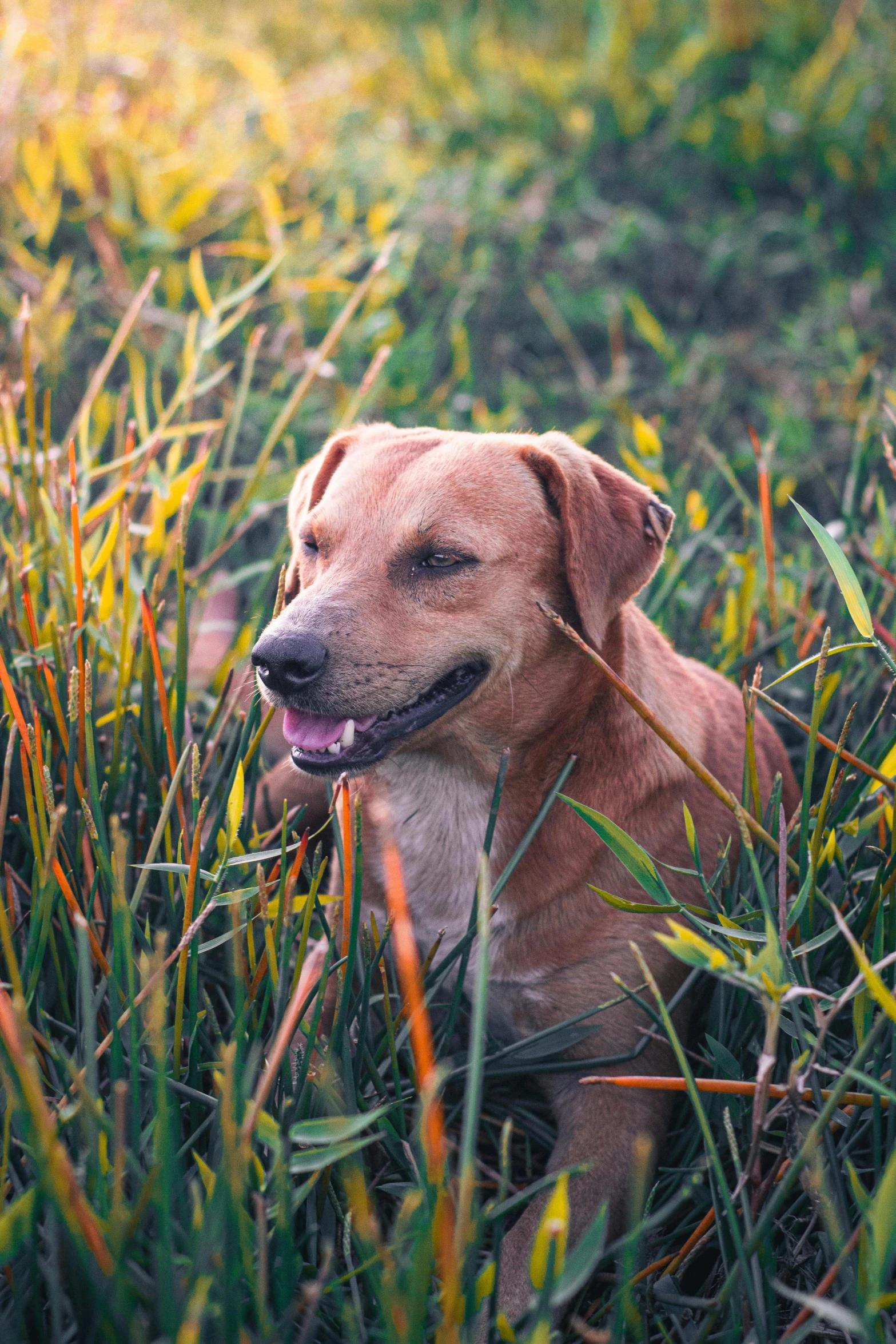 a brown dog laying on top of a lush green field