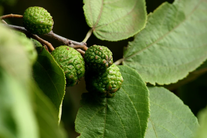 some leaves and some buds are growing on the tree