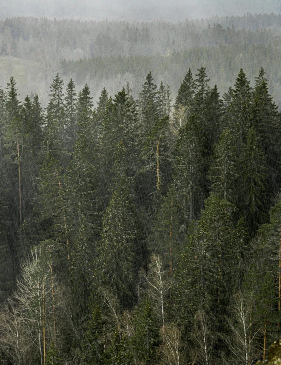 a mountain is covered in pine trees near a forest