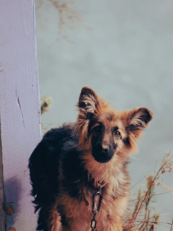 a brown and black dog standing by a wall