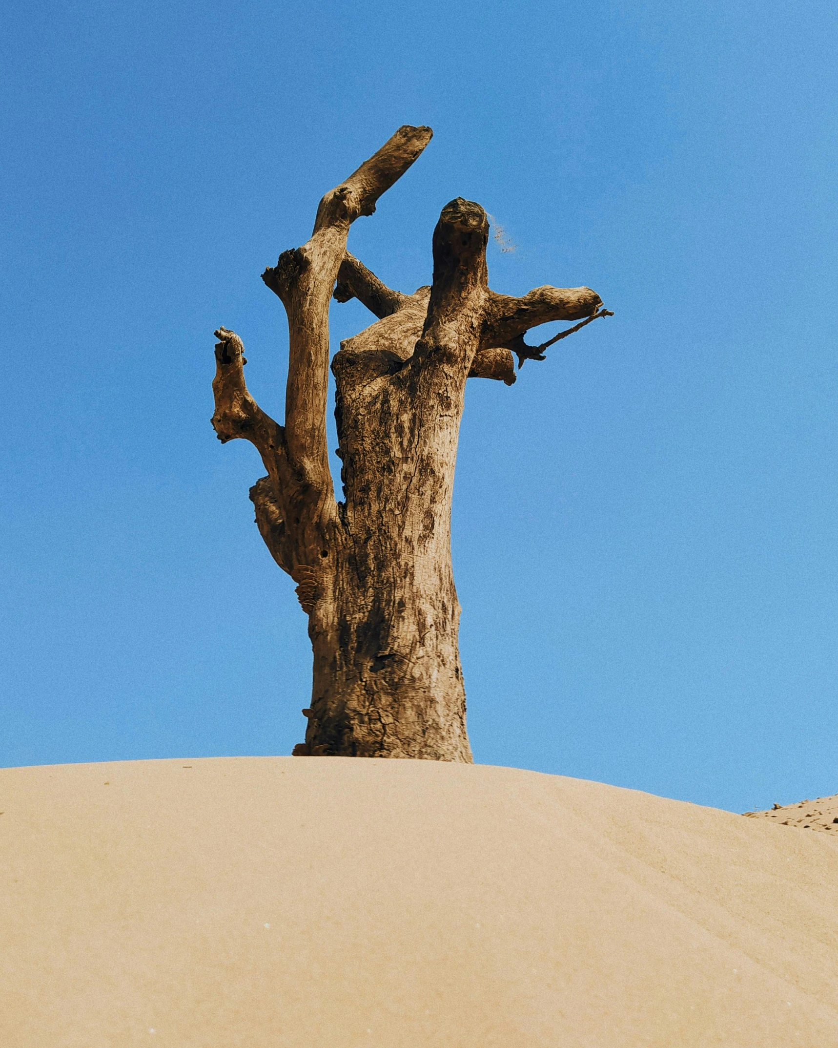 a large tree stands in the sand near the sky