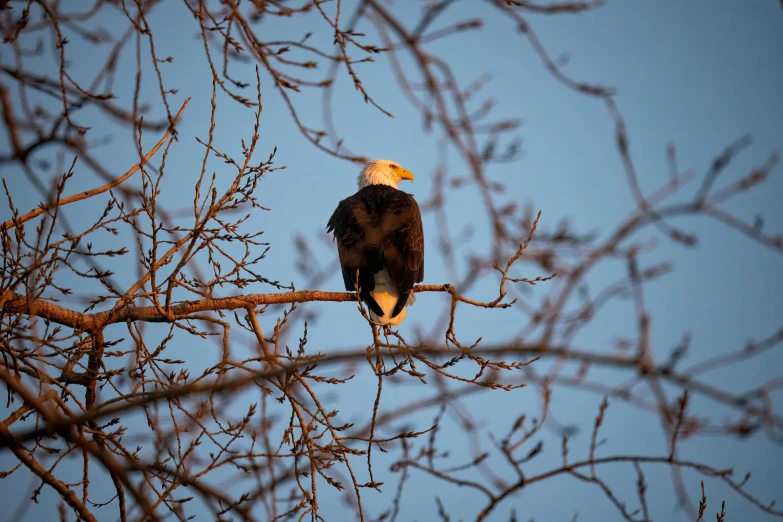 an eagle sits on a tree limb