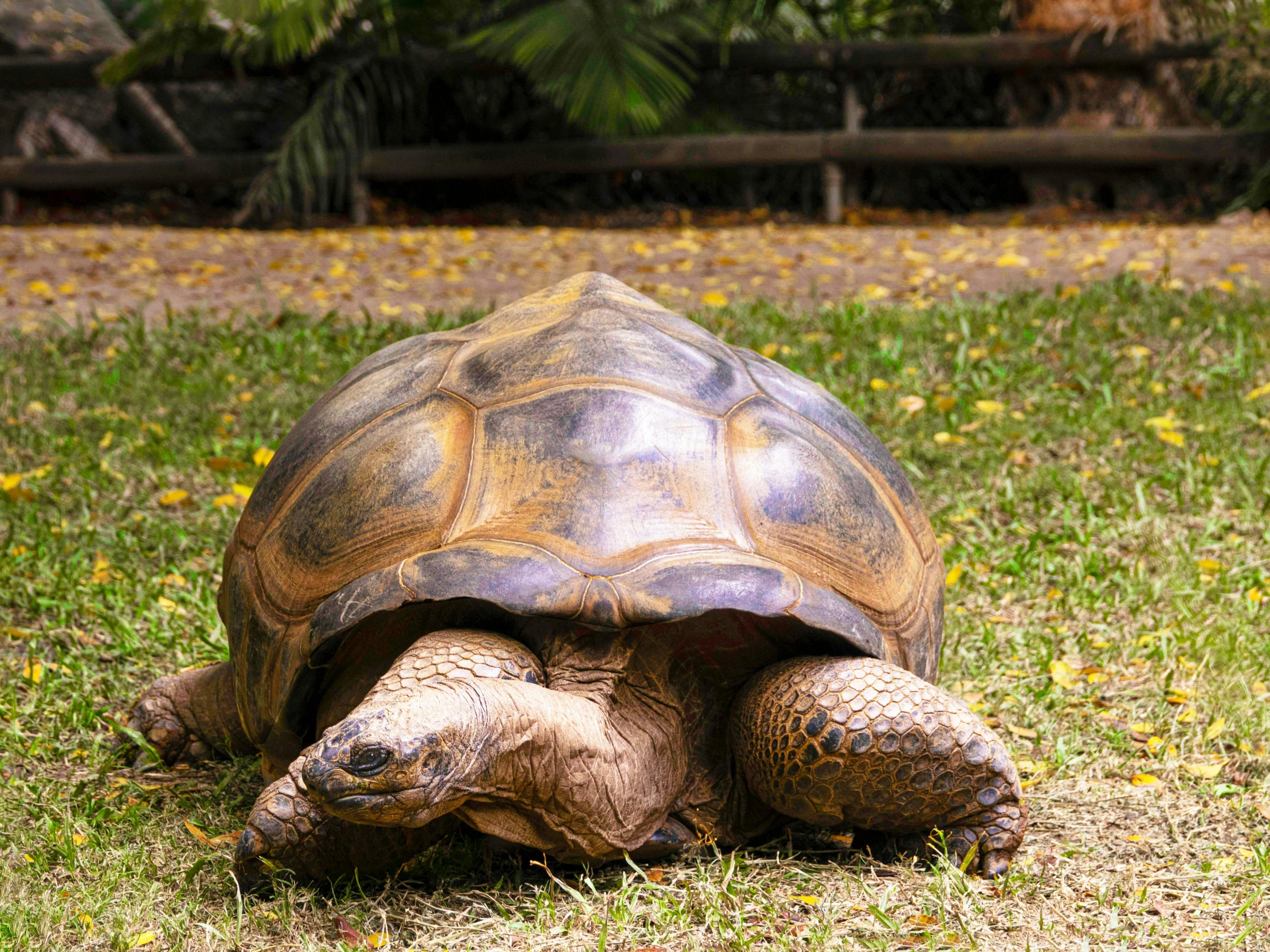 a giant tortoise looking down at the ground