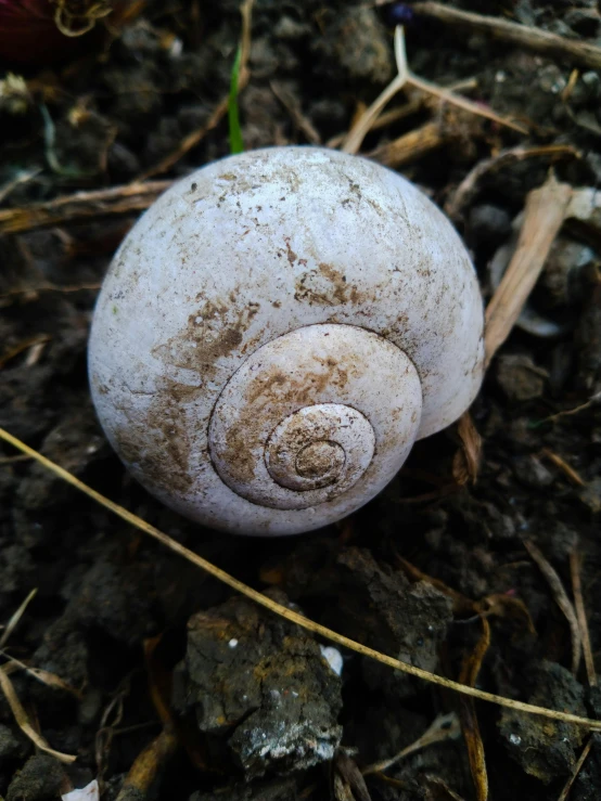 a white rock with a snail on top of it