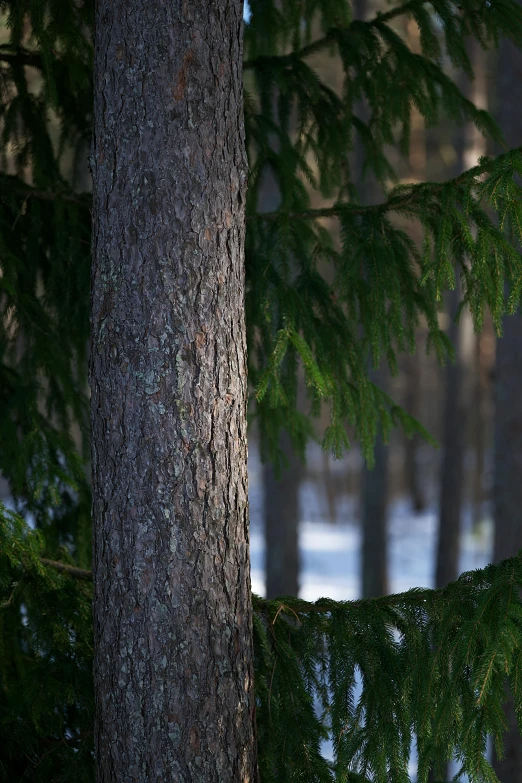 a bear is sitting in the woods by a tree