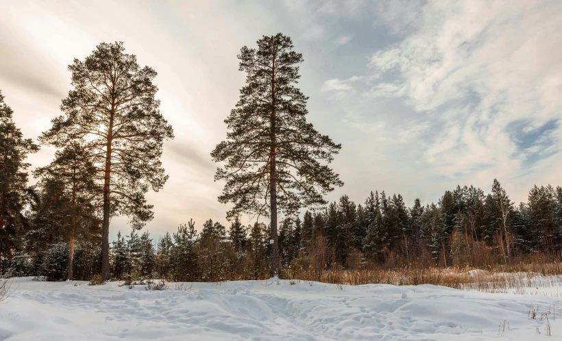 a line of pines and trees along side the snow