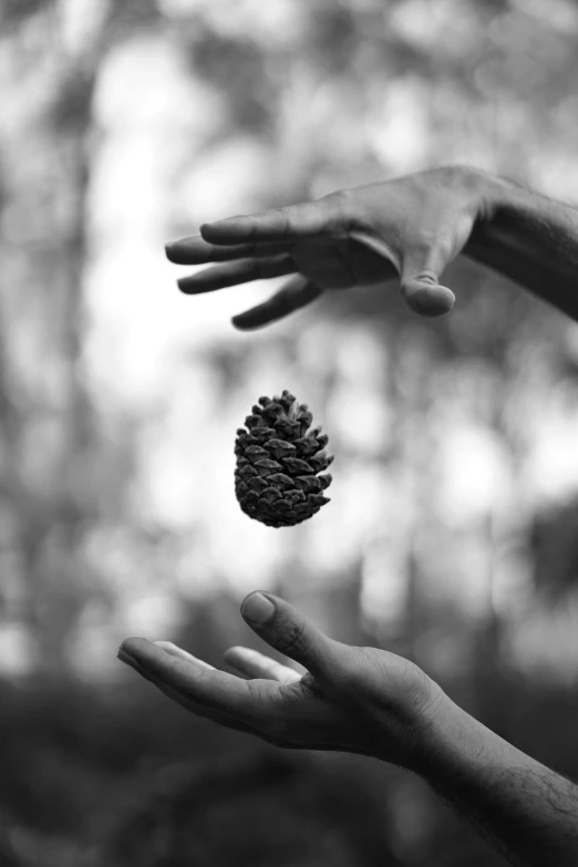 a black and white po of two hands handing out a tiny pine cone