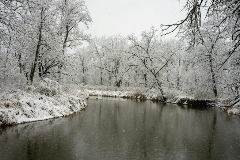 snow on the trees along the water as it snows