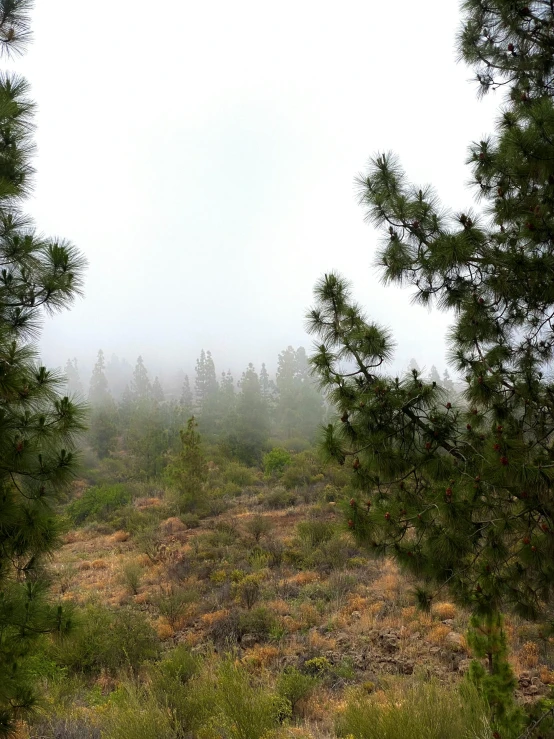 fog, fog and trees are seen through the trees in the field