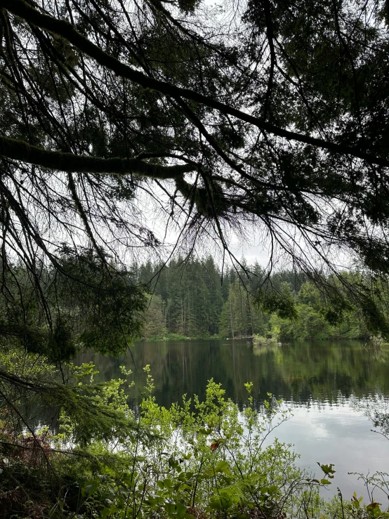 there is a body of water surrounded by trees