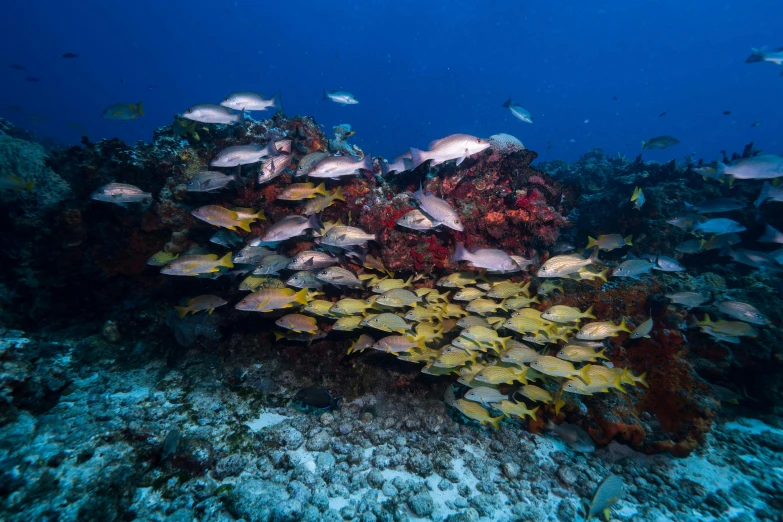 an image of a group of fish on the ocean floor