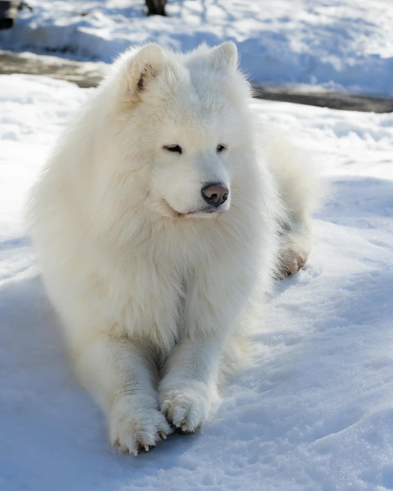a white dog is in the snow near a log
