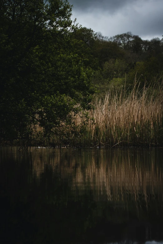 the light in the water reflects off the trees