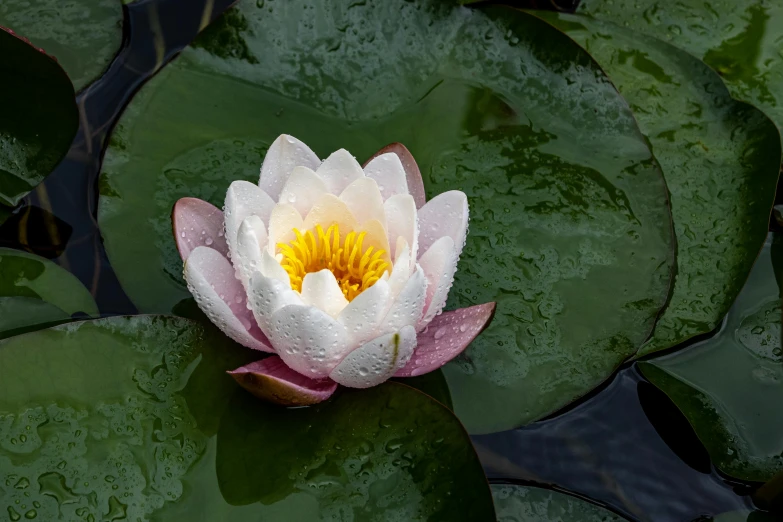 the white lotus with yellow center sits in a pond