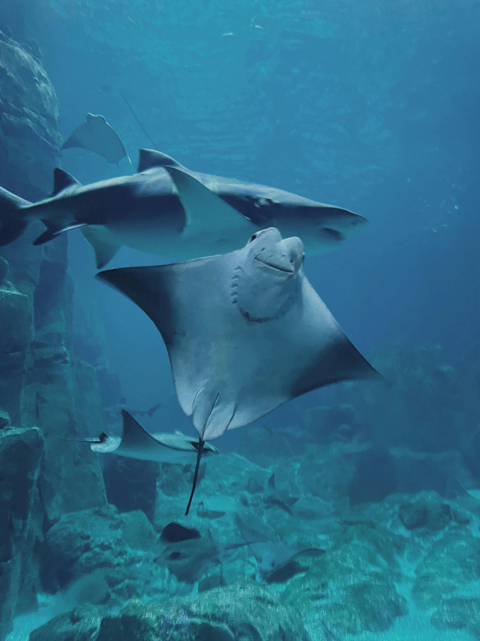 a manta ray swimming through a body of water