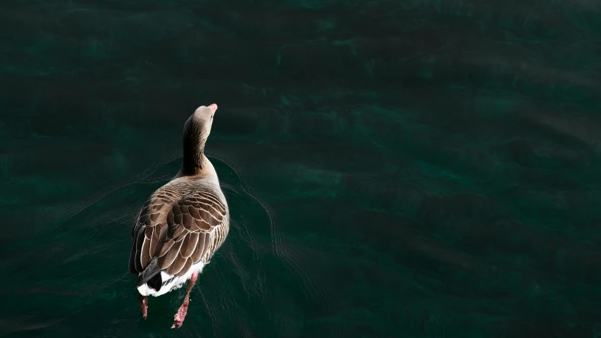 this is a po of a duck in the water