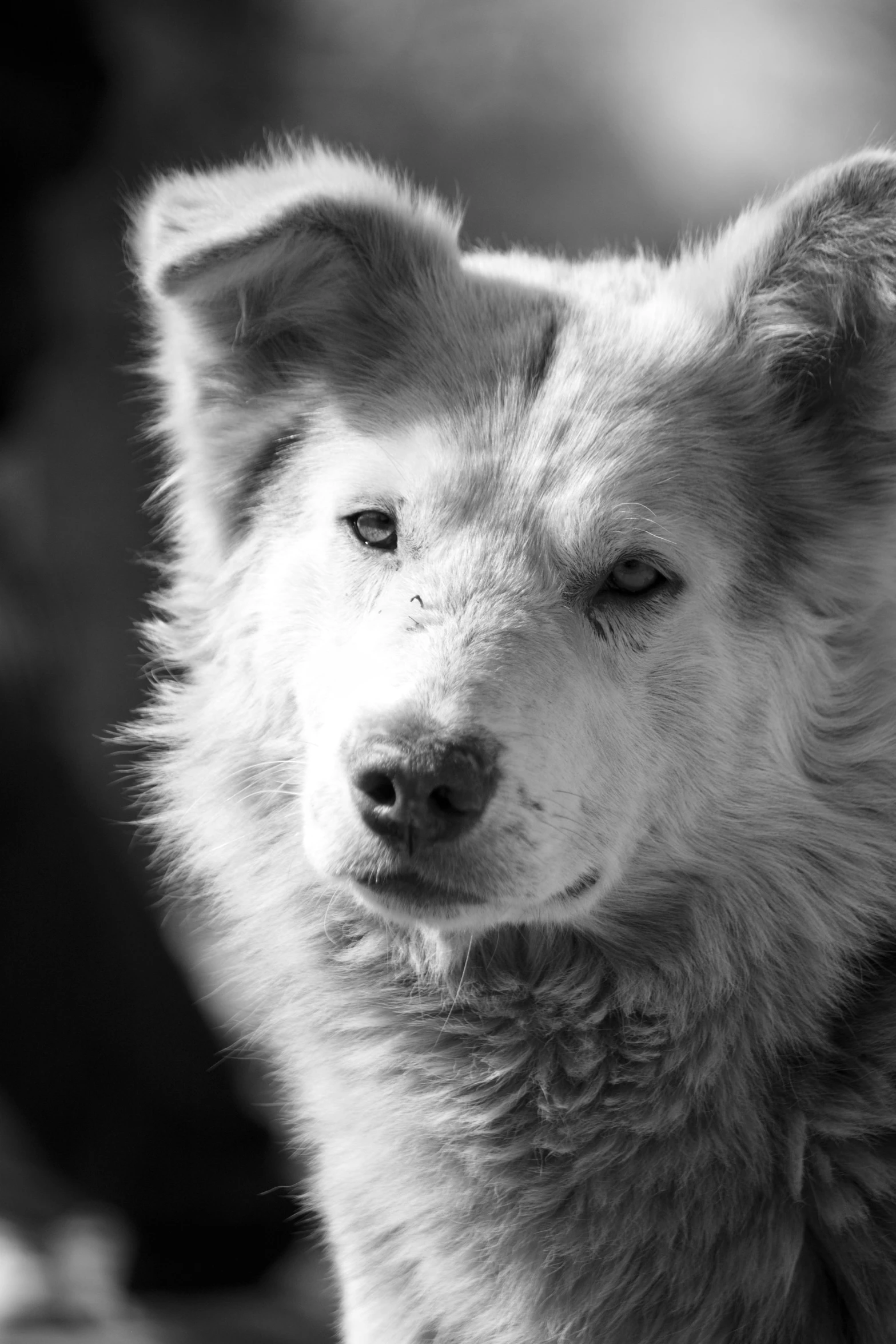 a close up of a dog looking off to the side