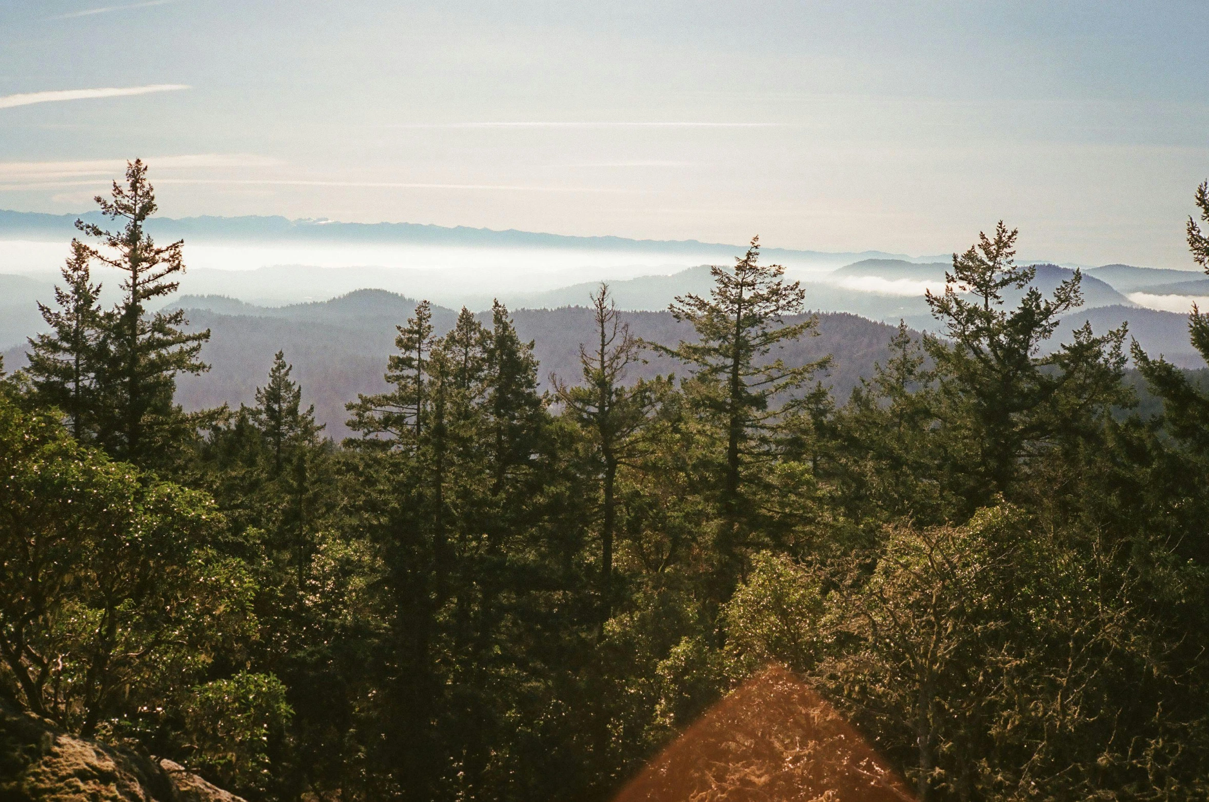 a view of the sky through the forest to a mountain