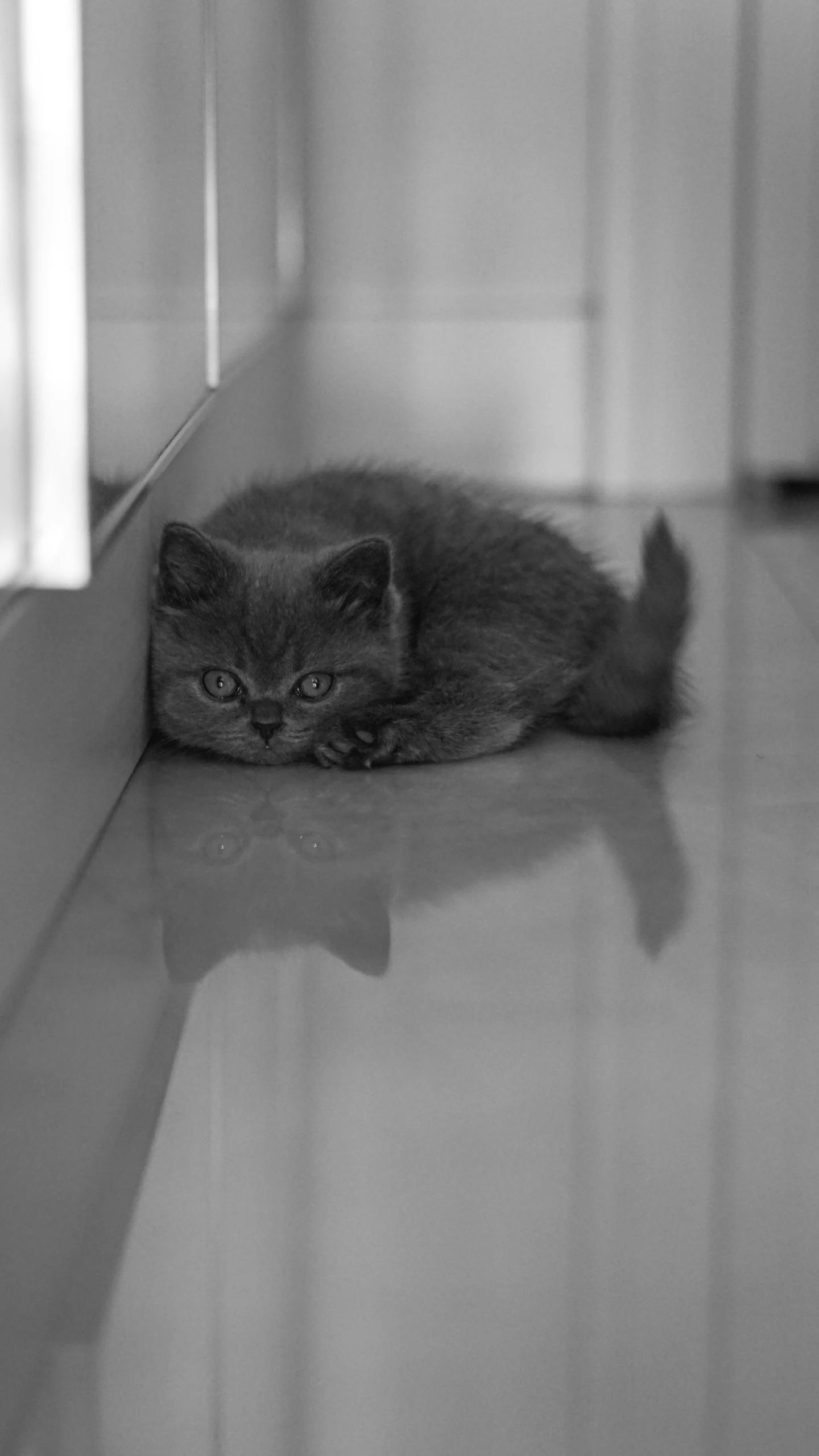 a small cat that is laying down on a floor