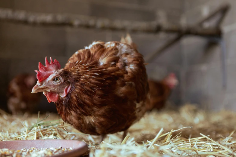 two chickens in a pen next to a plate