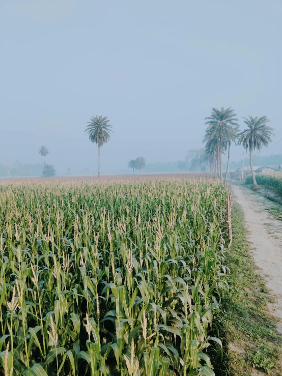 the farm land is shown with three palm trees in the foreground and a trail leading to the other side of the corn field