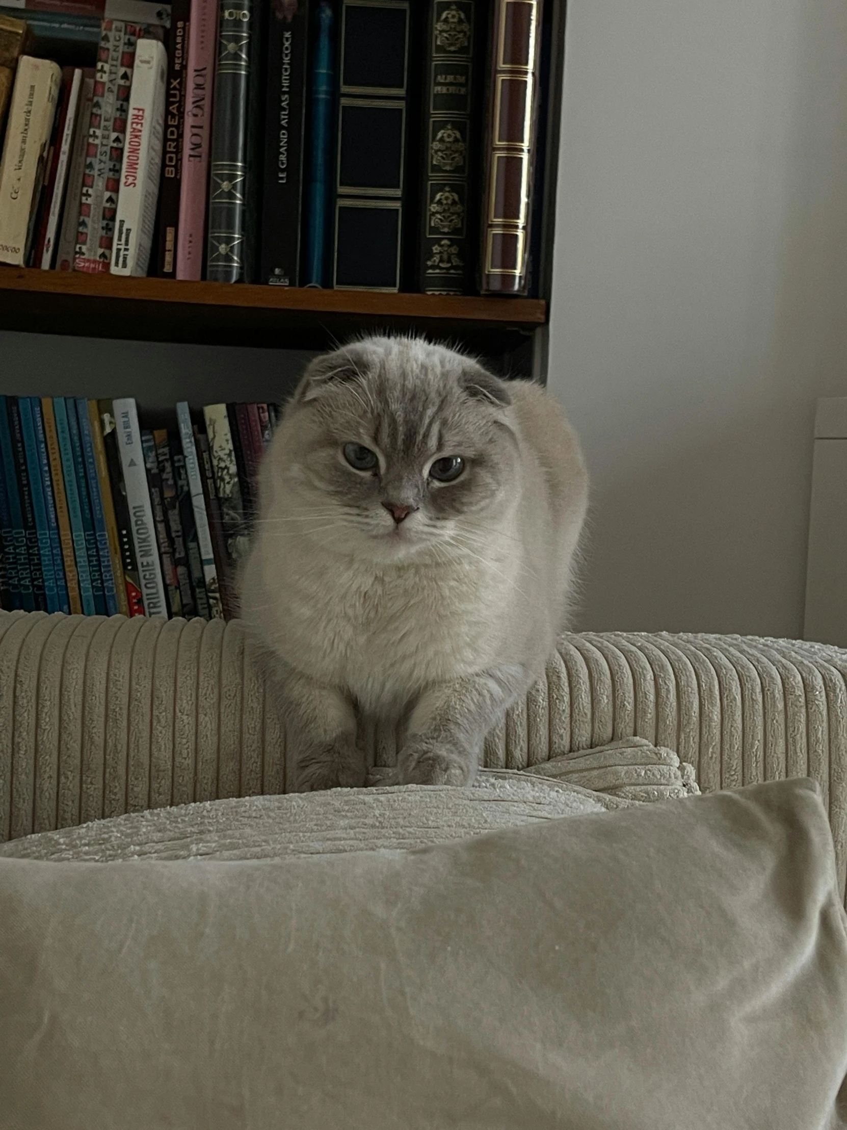 there is a cat that is sitting on the edge of a couch