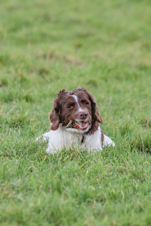 the brown and white dog is laying in the grass