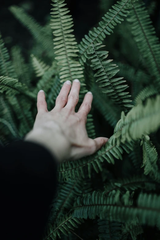 a person's hand with green leaves on it