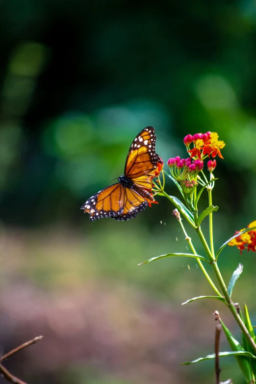 two large orange erflies flying around some pink and yellow flowers