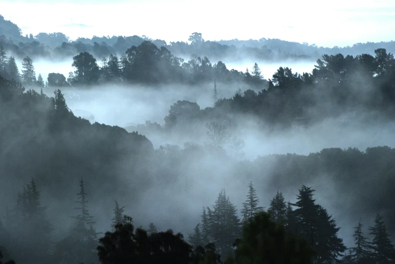 trees on a misty day in the mountains