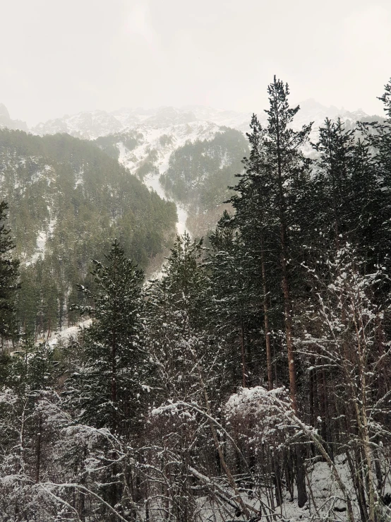 snow covered mountains and evergreen trees in a snowy landscape