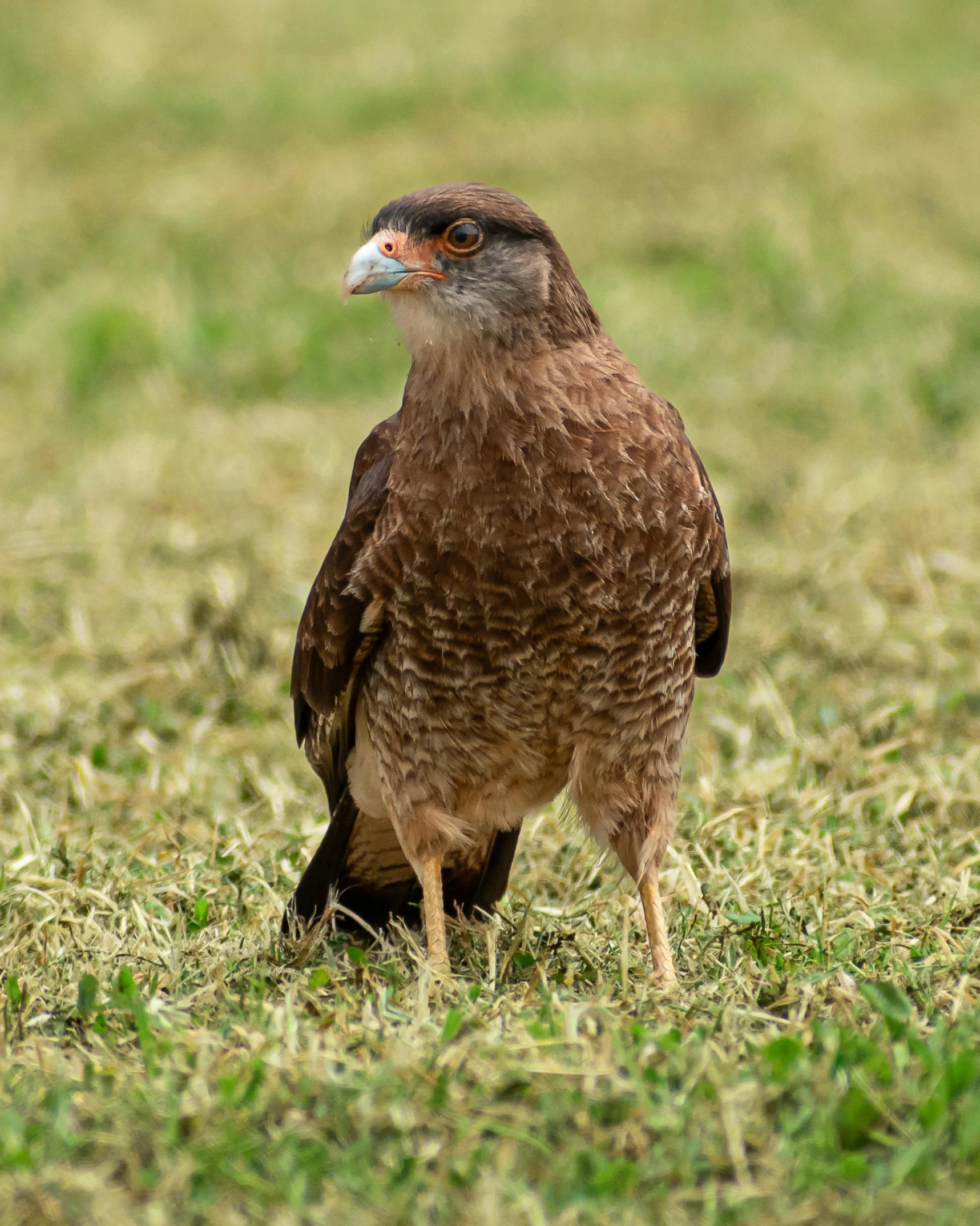 a large brown bird standing in the grass