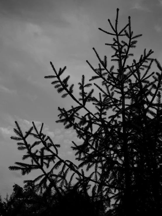 a bird sitting atop a tree nch in the night sky