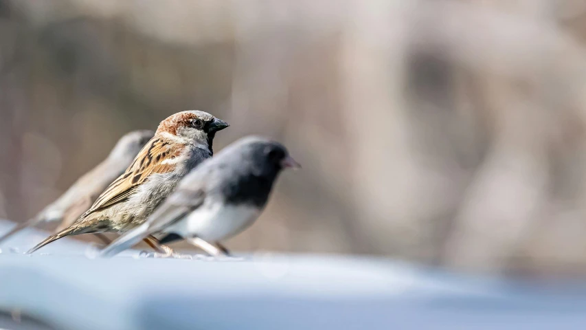 three little birds standing next to each other