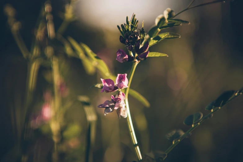 purple flowers are blooming in the middle of green foliage